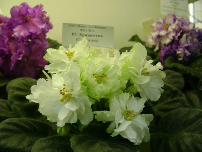 DSC05167.JPG