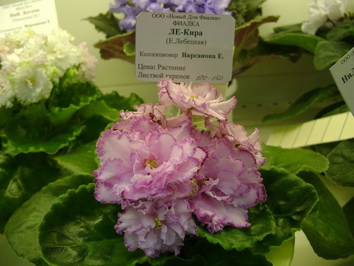 DSC05170.JPG