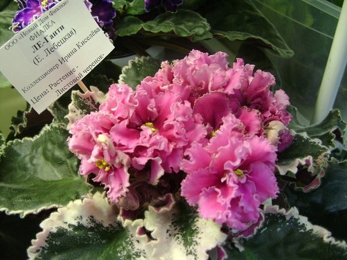 DSC05174.JPG