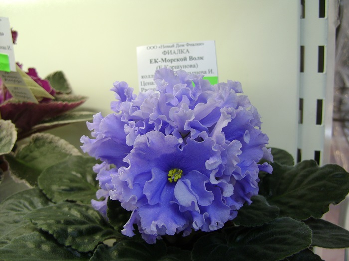 DSC05177.JPG