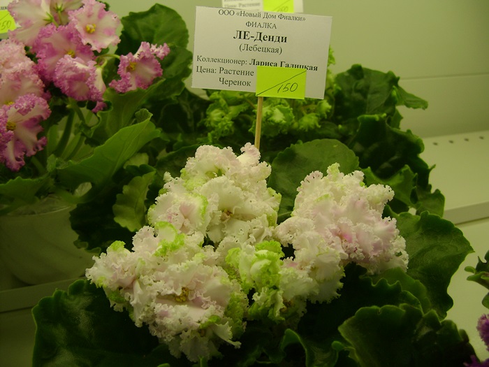 DSC05184.JPG