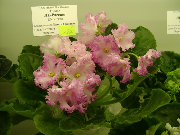 DSC05185.JPG
