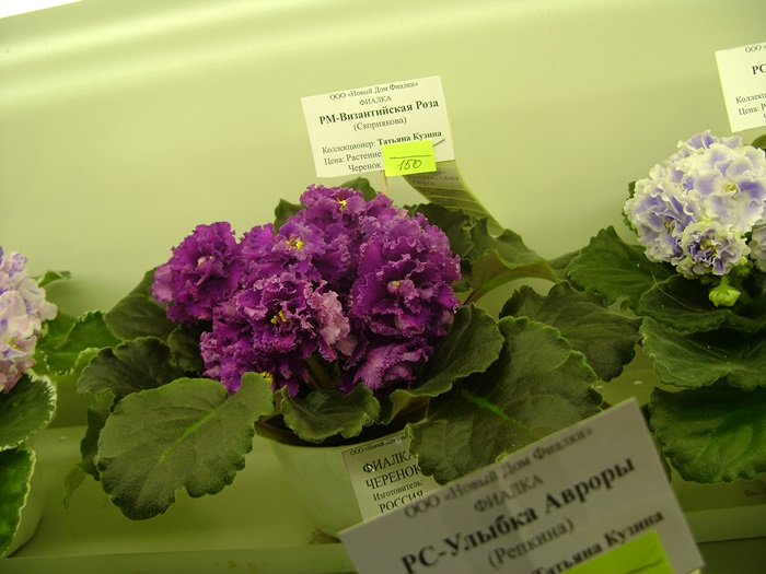 DSC05225.JPG