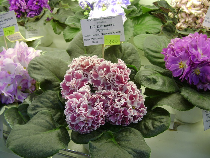 DSC05226.JPG