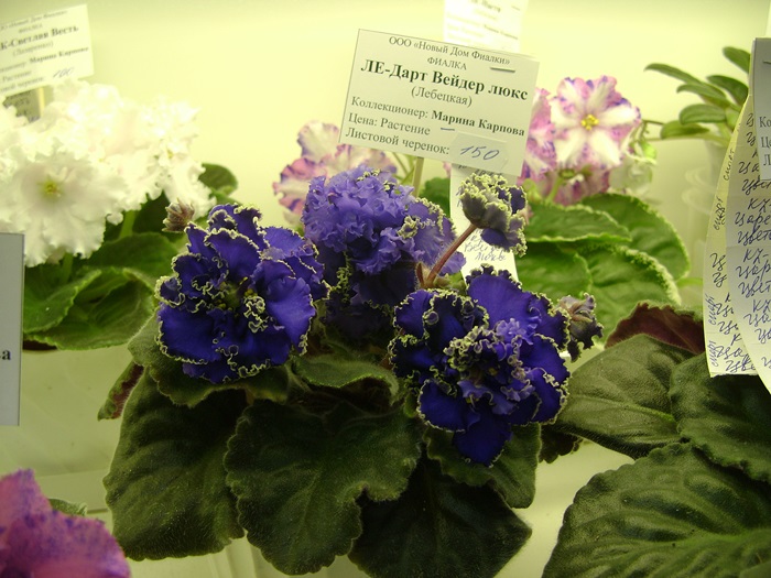 DSC05238.JPG