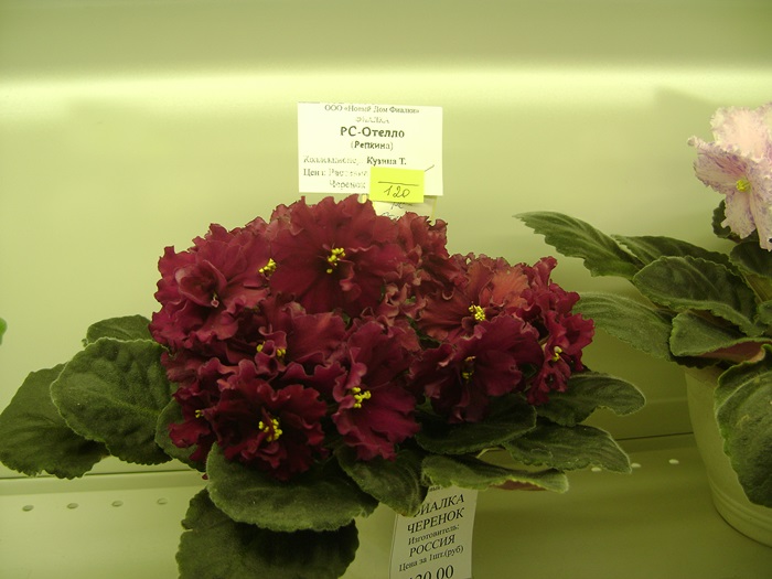 DSC05244.JPG