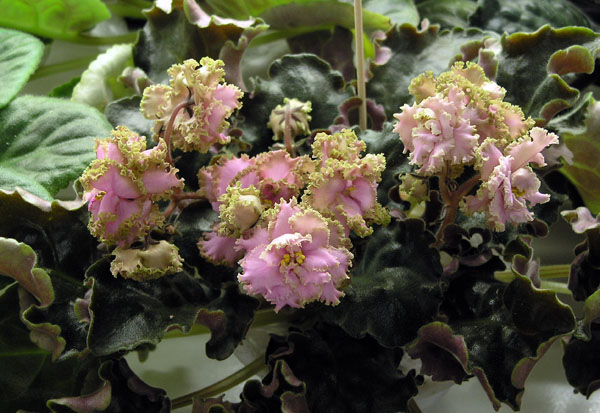 Island Rose (S. Sorano), колл. М. Тюрина.