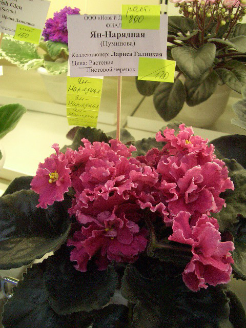 CIMG0345.JPG