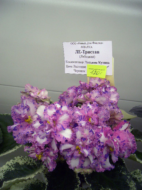 CIMG0361.JPG