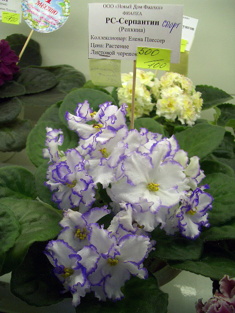 CIMG0402.JPG