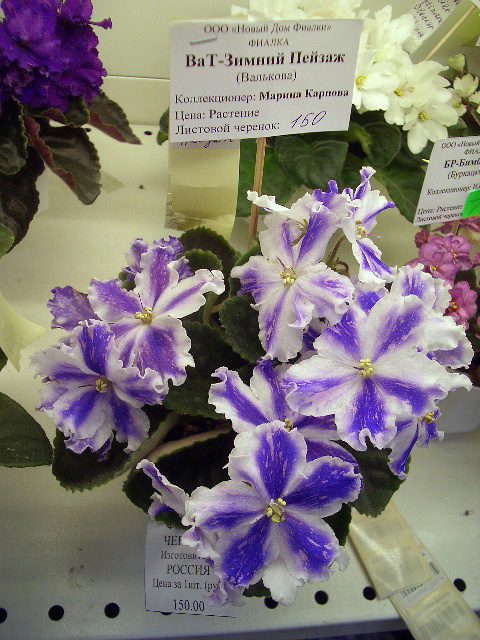 CIMG0407.JPG