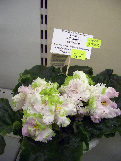 CIMG0409.JPG