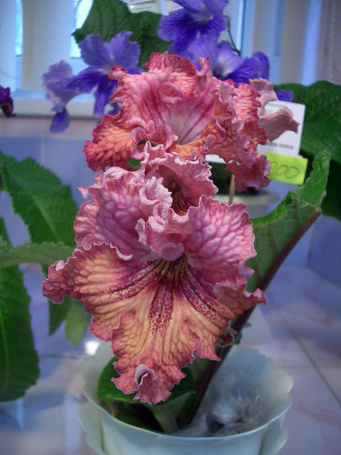 CIMG0430.JPG