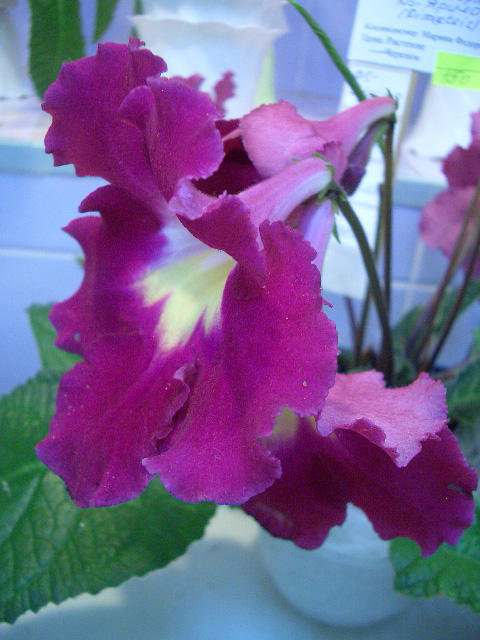 CIMG0433.JPG