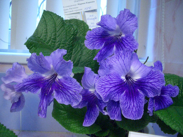 CIMG0442.JPG