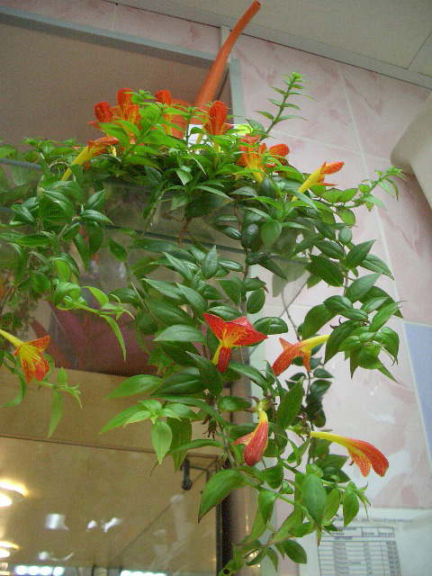 CIMG0427.JPG