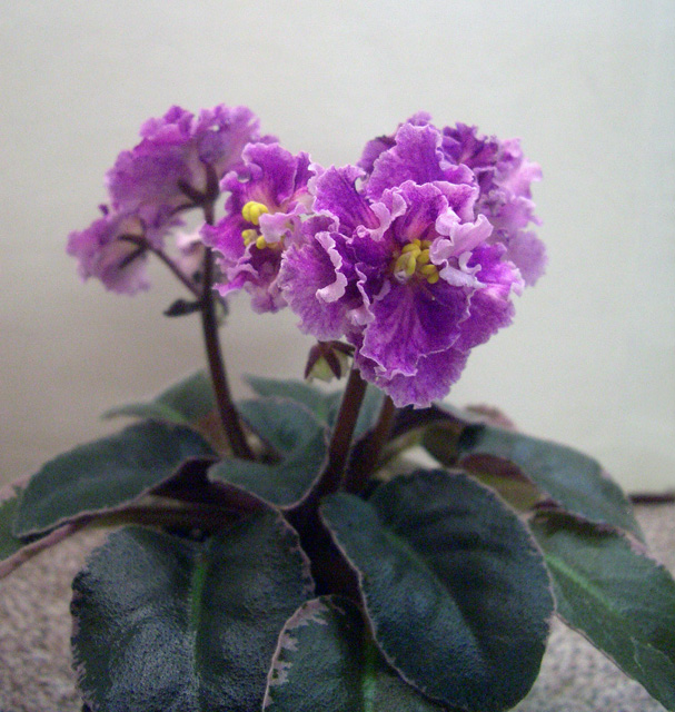 CIMG0250.JPG