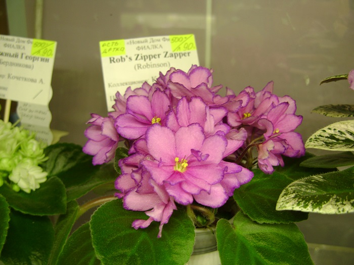 DSC05322.JPG