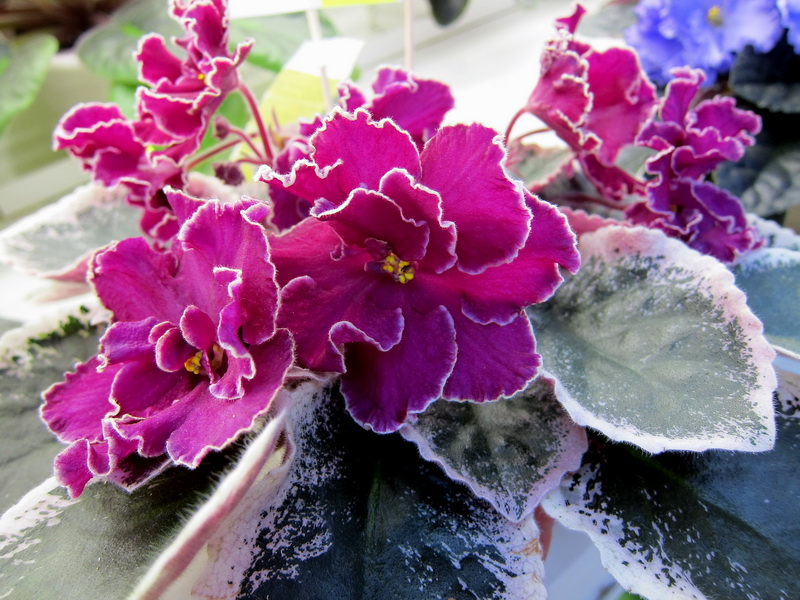 Тюрина ЛЕ-Полина Виардо.JPG
