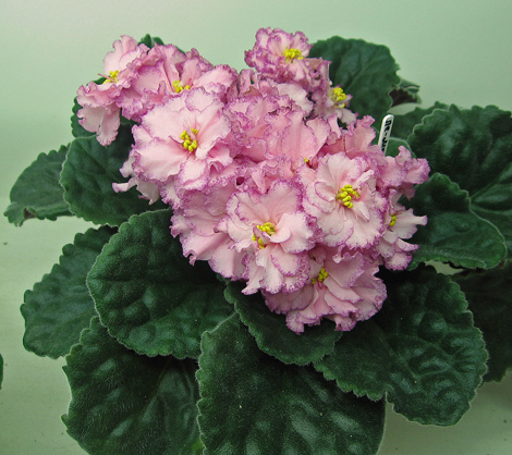Ле-МПЛ-Кузина.jpg