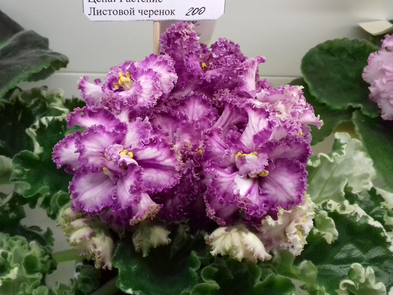 НК-Лепота-Варсанова.jpg