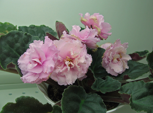 Ек-ЦП-Каткова.jpg