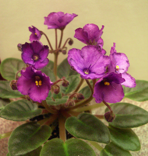 Jolly Lilac (2).JPG