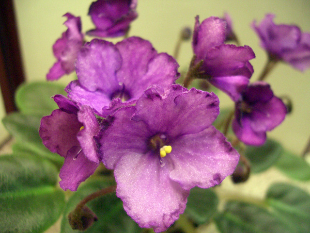 Jolly Lilac (1).JPG