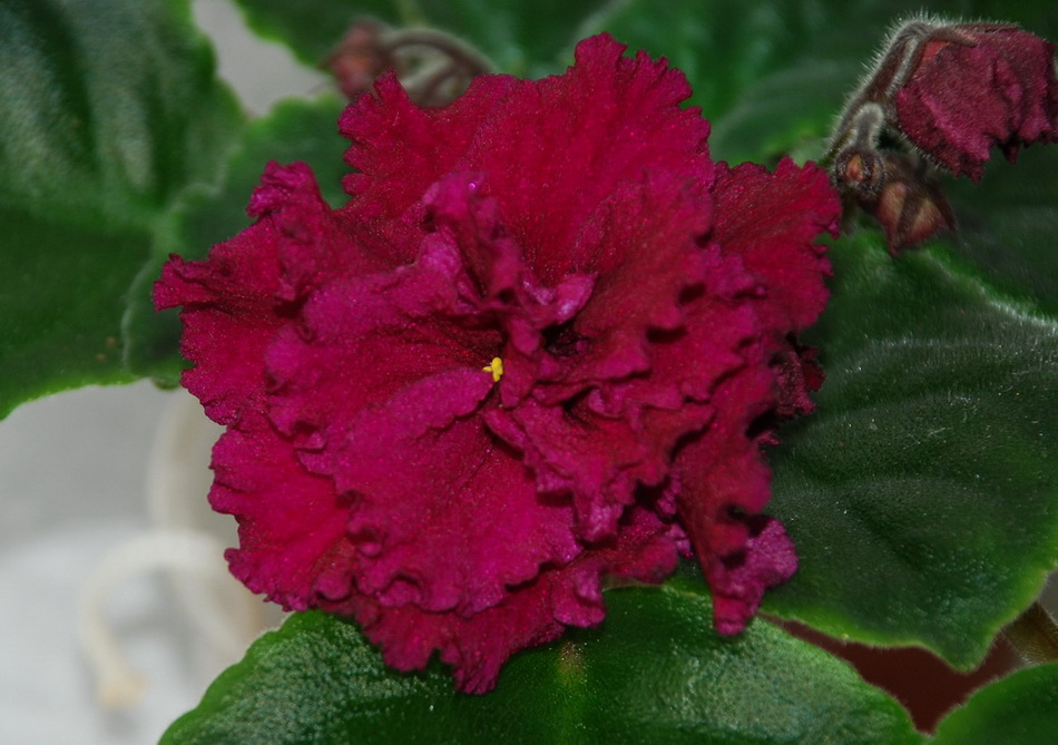 Alamo Frills