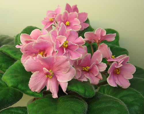 Pink-Amiss-Gal.jpg