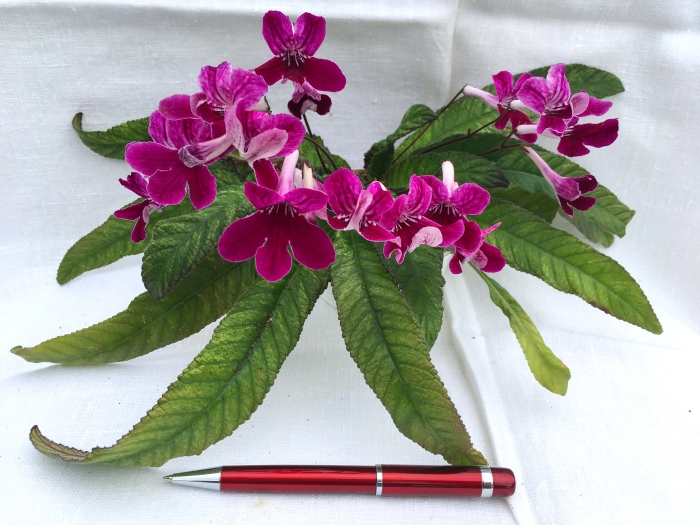 Dale's Polar Berry  (D. Martens)