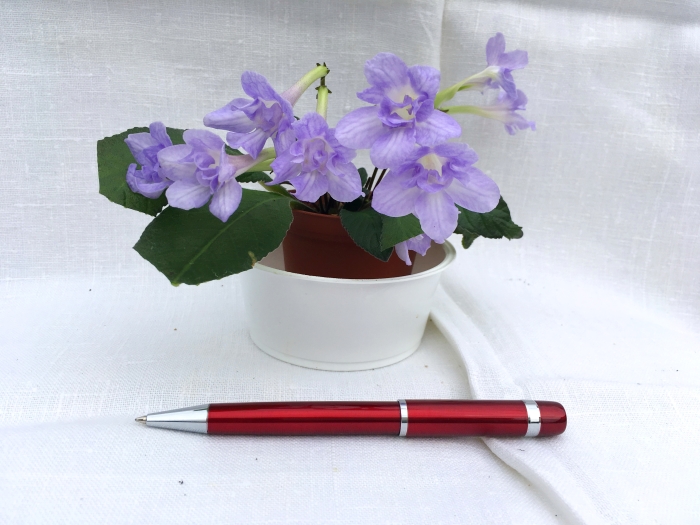 'Heartland's Petticoat'  (D. Martens)