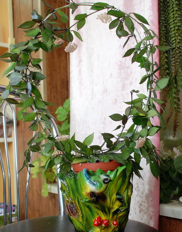 Hoya lacunosa Bold