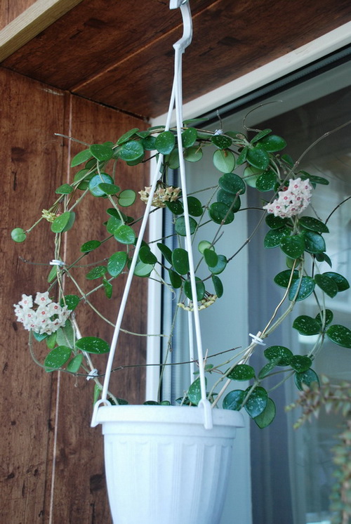 Hoya cv. Mathilde