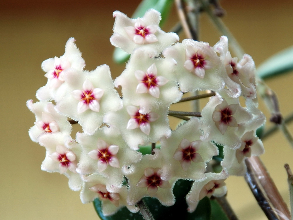 Hoya cv. Mathilde
