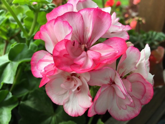 Picotee Pink