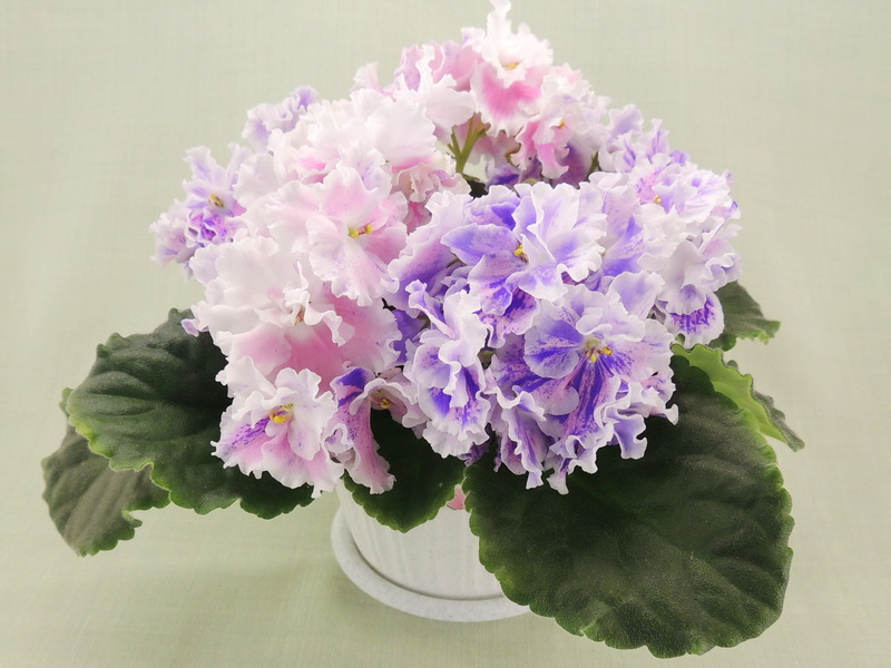 ЛЕ-Авантюра