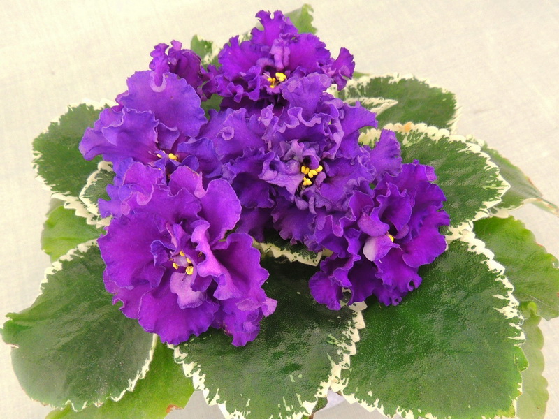ЛЕ-Аиша