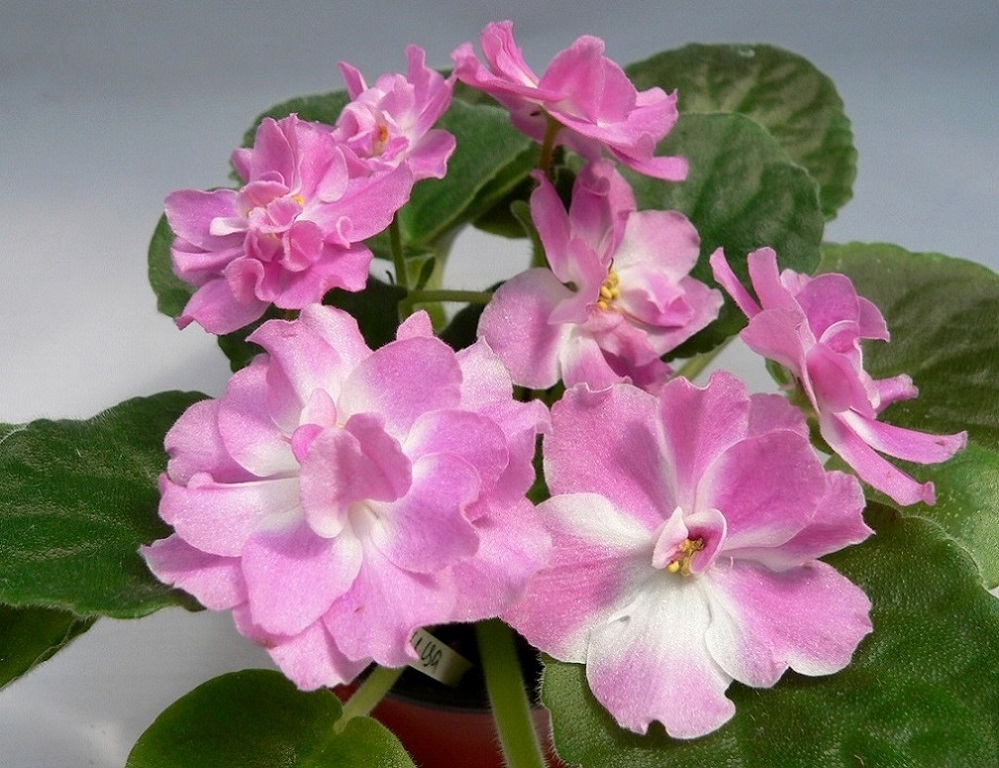 КО-Зарница.JPG