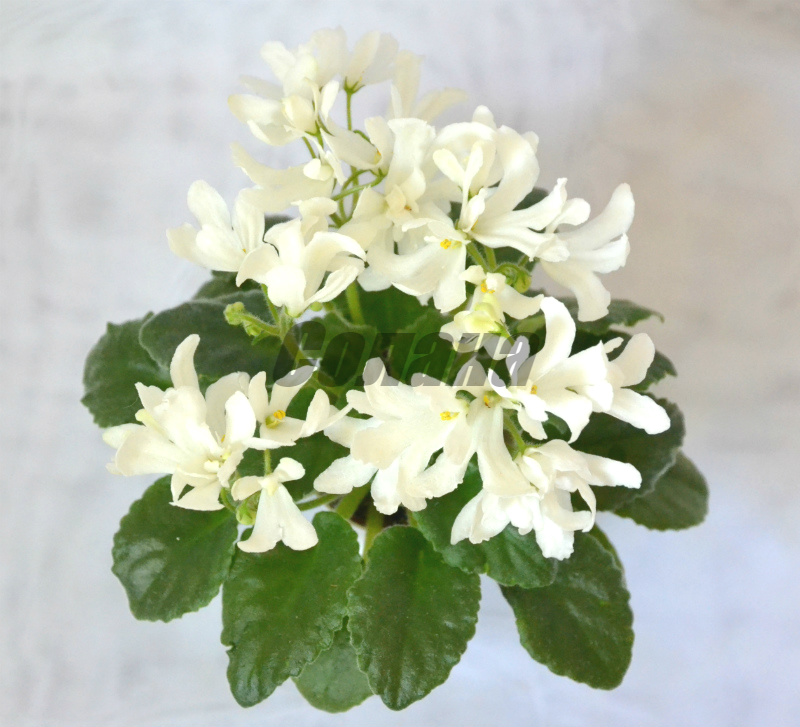Lunar Lily