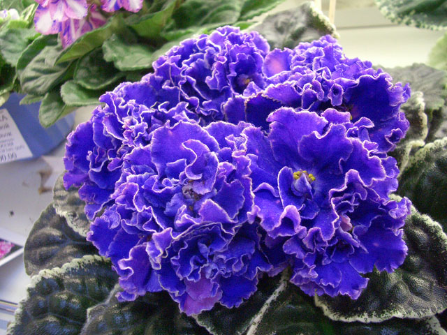 ЛЕ-Лунтик, колл.О.Стуленкова.JPG
