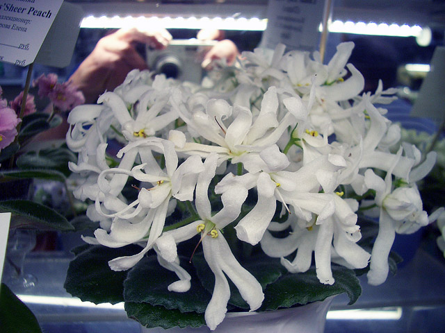 Lunar Lily White колл.Н.Дорофеев.JPG