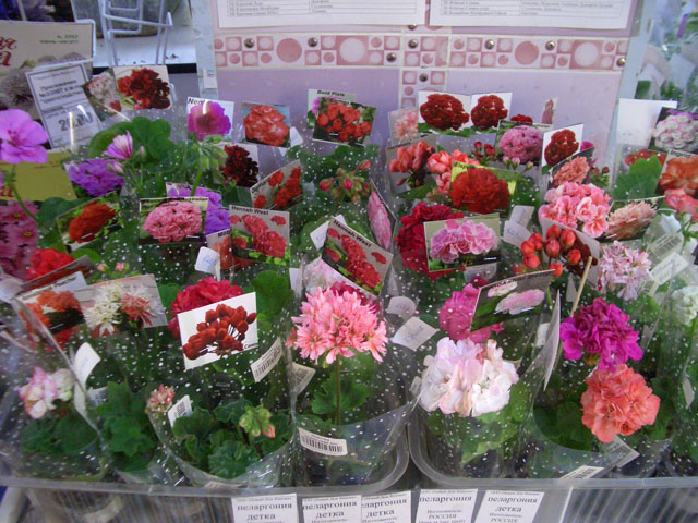 CIMG0011.JPG