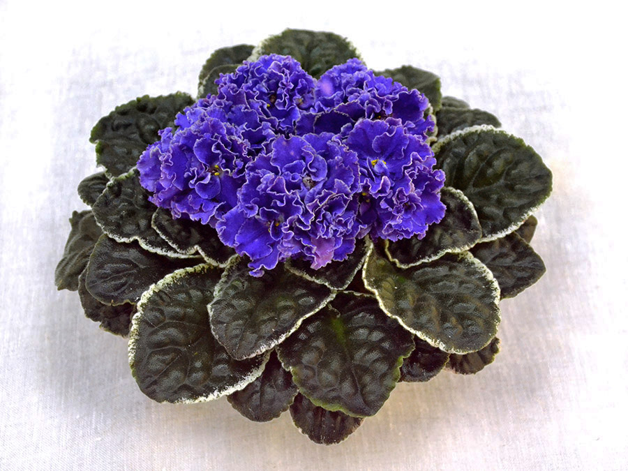 2 — ЛЕ-Лунтик (Е.Лебецкая), колл. О.Стуленкова.jpg