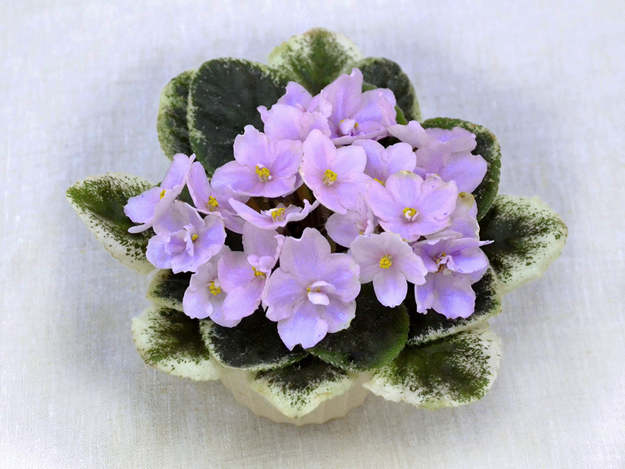 2 —Playful Charm (LLG)-спорт, колл. О.Стуленкова.jpg