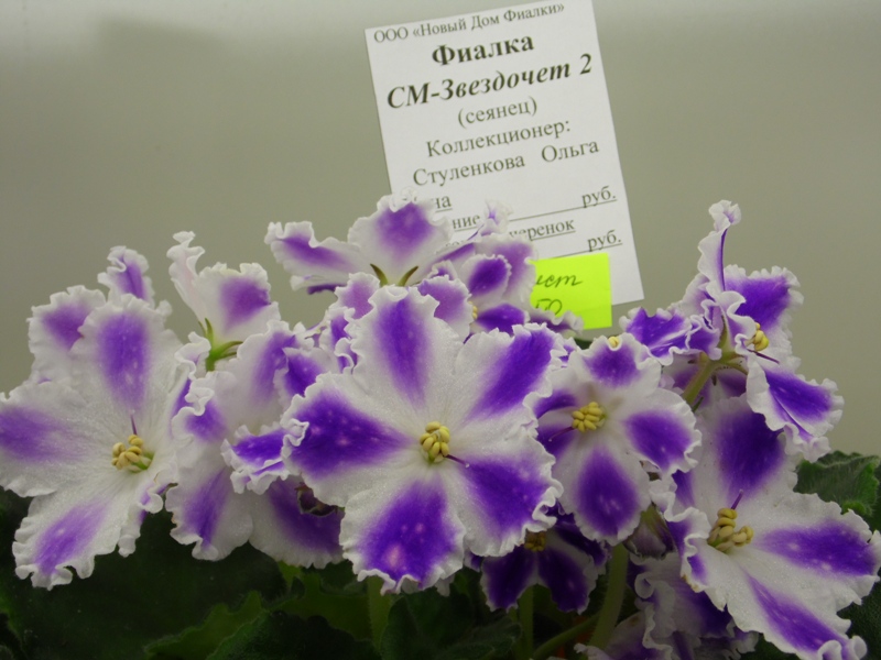 SAM_7018 СМ-Звездочет О. Стуленкова.JPG