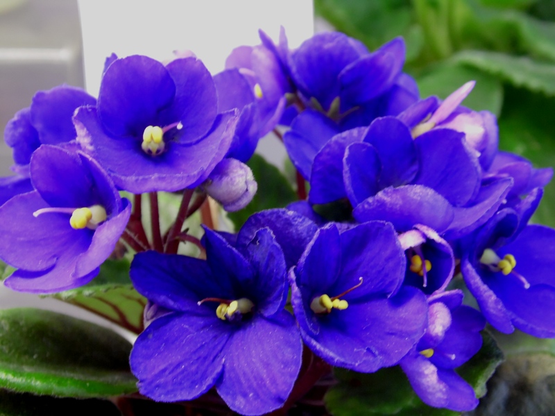 SAM_7079 Optimara Little Inca О.Стуленкова.JPG